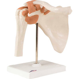 3B® Anatomical Model - Functional Shoulder Joint 12-4509