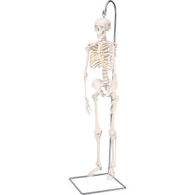 3B® Anatomical Model - Shorty The Mini Skeleton on Hanging Stand 12-4505