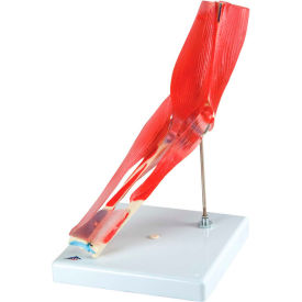 3B® Anatomical Model - Elbow Joint with Removable Muscles 8-Part 12-4528