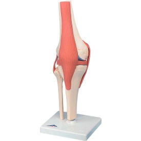 3B® Anatomical Model - Functional Knee Joint Deluxe 12-4515