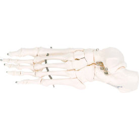 3B® Anatomical Model - Loose Bones Foot Skeleton Left 12-4584L