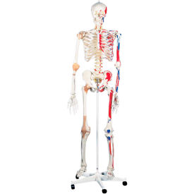 3B® Anatomical Model - Sam The Super Skeleton on Roller Stand 12-4503