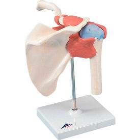3B® Anatomical Model - Functional Shoulder Joint Deluxe 12-4513