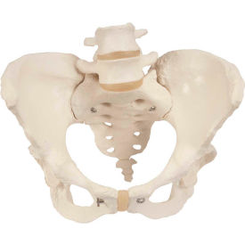 3B® Anatomical Model - Female Pelvic Skeleton with Movable Femur Heads 12-4592