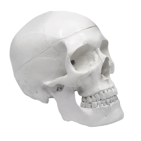 Model, Human Skull, with Movable jaw MPN:AMCH1004AS