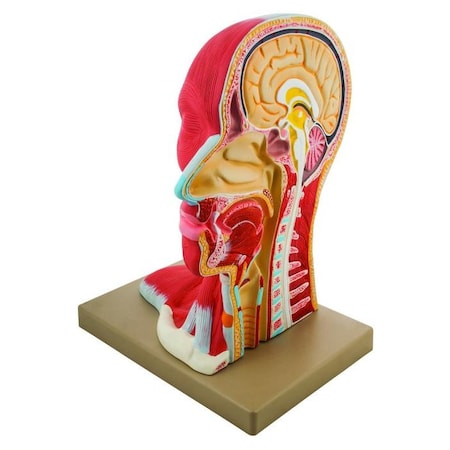 Human Head Anatomical Model, Median Section, Life Size, 12