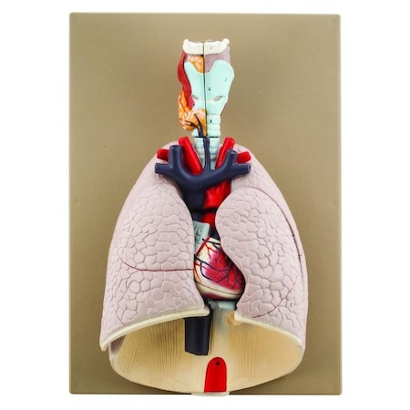 Eisco Labs Advanced Heart and Lung Model, 7 Parts MPN:AM0068B
