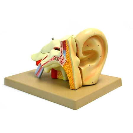 Model, Human Ear, 5 Parts, 4x life size MPN:AM42AS