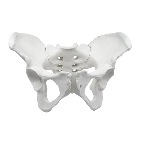 Eisco Labs Female Pelvis / Pelvic Skeleton Bone Model MPN:AMCHA589AS