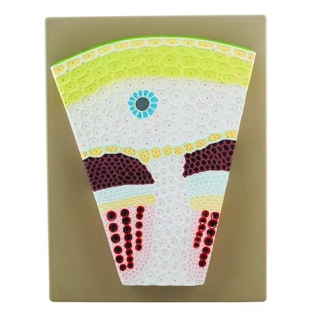 Premium Dicot Stem Model On Base: Transverse Section, Magnified MPN:BM0012