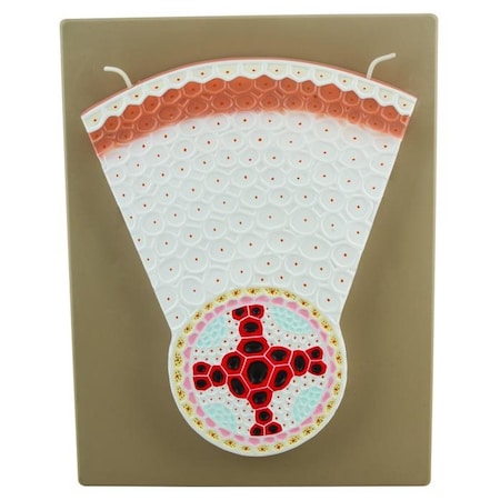 Dicot Root Model - Transverse Section with Hand Painted Details MPN:BM0024