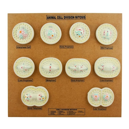 Eisco Animal Cell Mitosis Model MPN:ZM0006