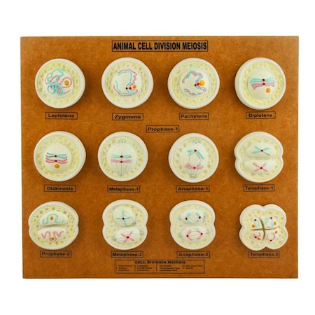 Eisco Animal Cell Meiosis Model MPN:ZM0010