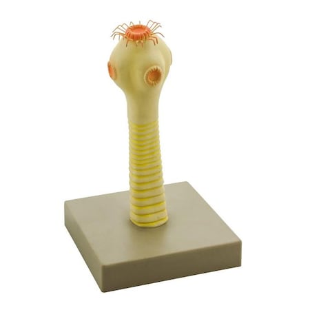 Eisco Labs Model Pork Tapeworm Head MPN:ZM0028