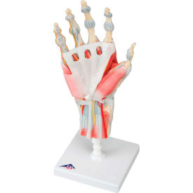 3B® Anatomical Model - Hand Skeleton with Removable Ligaments & Muscles 4-Part 12-4522