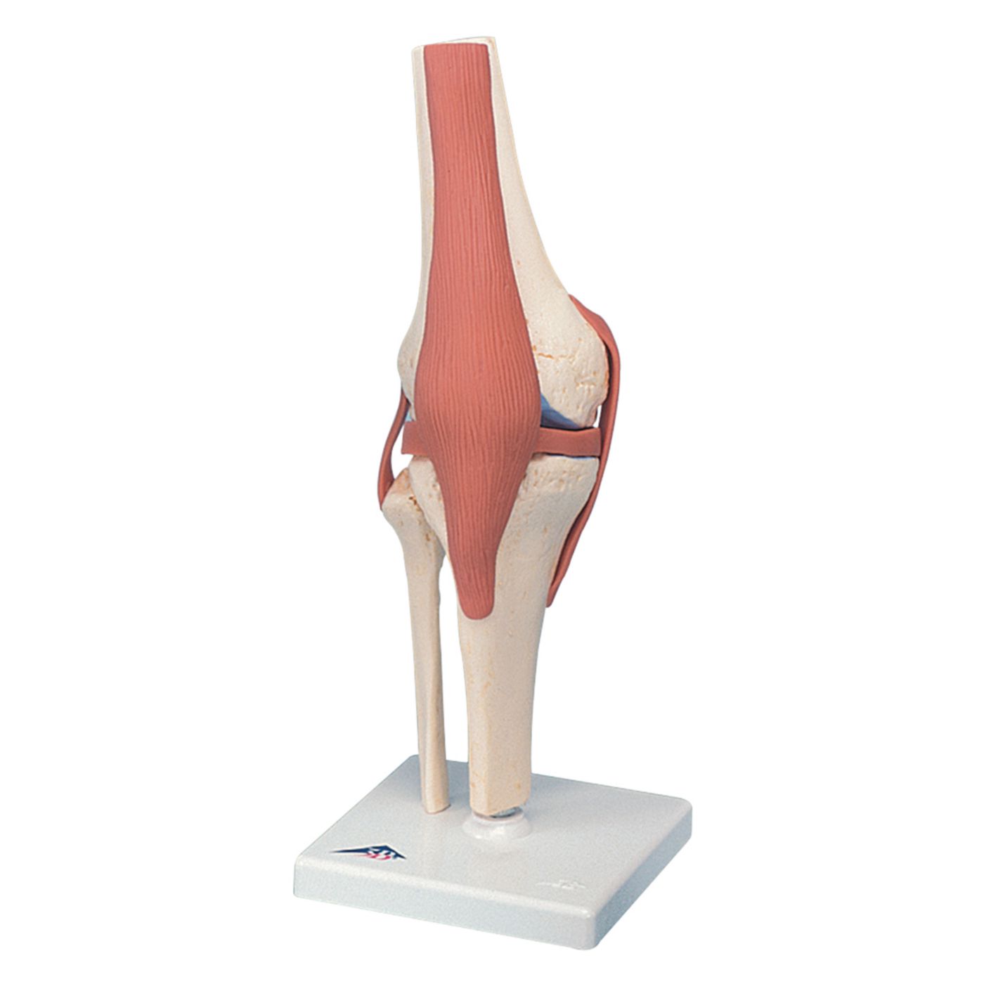 Example of GoVets Anatomical Models category