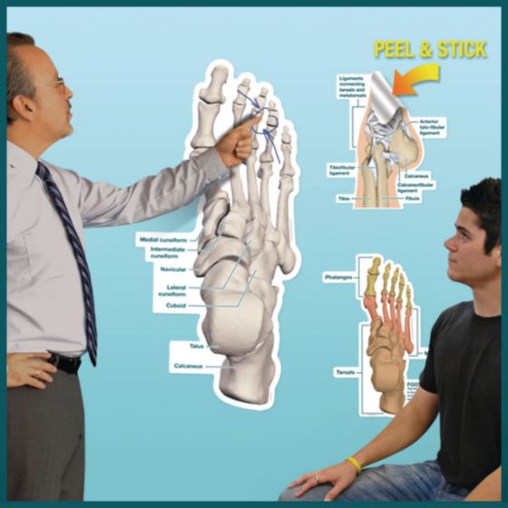 Example of GoVets Anatomical Charts category