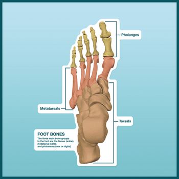 Example of GoVets Anatomical Charts category