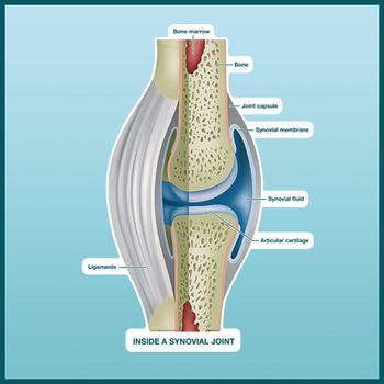 Example of GoVets Govets Select category