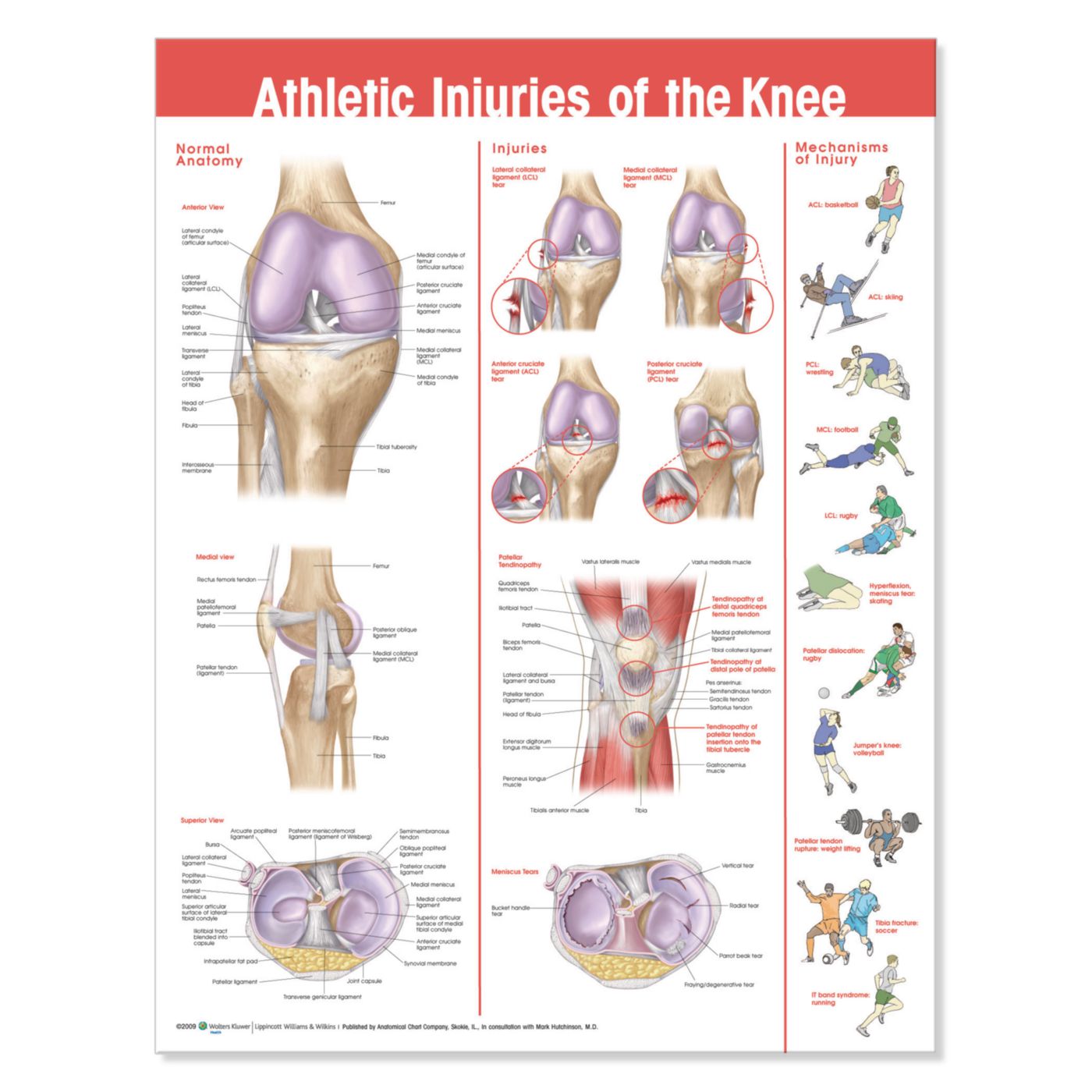 Example of GoVets Anatomical Charts category