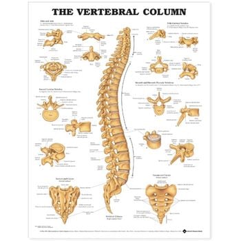 Example of GoVets Anatomical Charts category