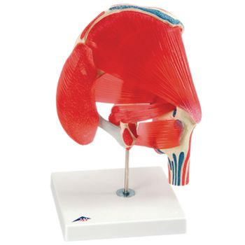Example of GoVets Govets Select category
