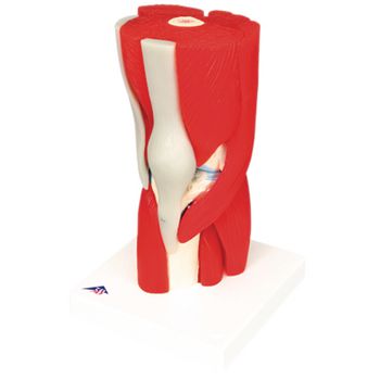 Example of GoVets Govets Select category