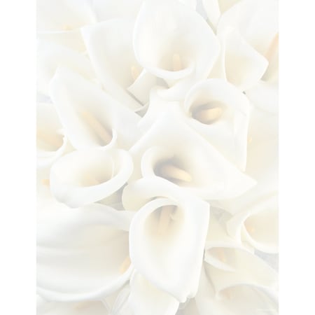 Stationery Letterhead, White Calla, PK80 MPN:2014286