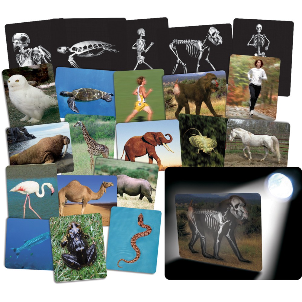 Roylco What's Inside Animals Card Set, Pack Of 16 MPN:R-59250