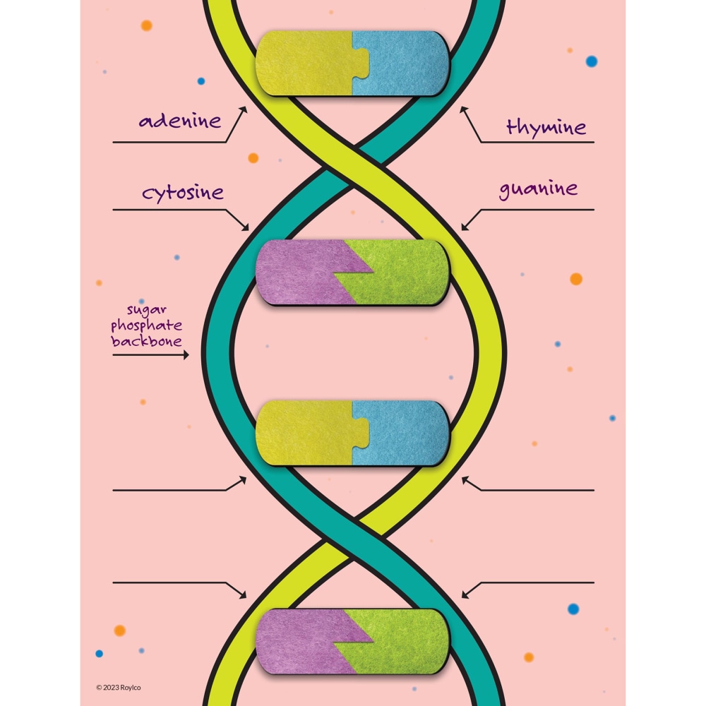 Roylco DNA Builder, 9 Pieces MPN:R-59252