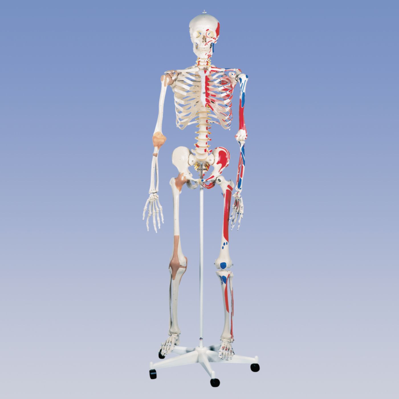 Example of GoVets Anatomical Models category