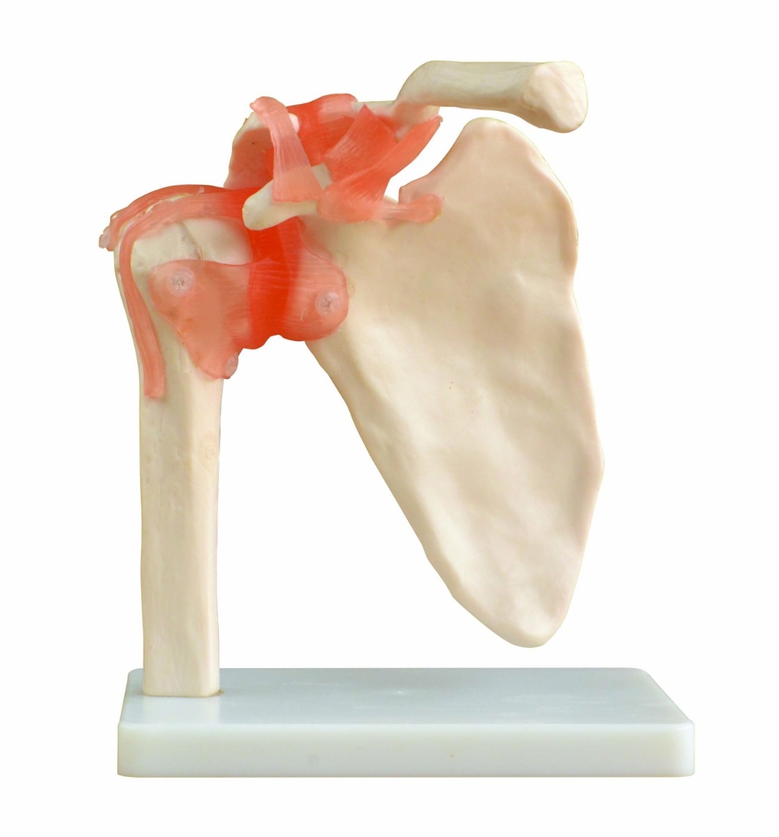 Example of GoVets Jamar category