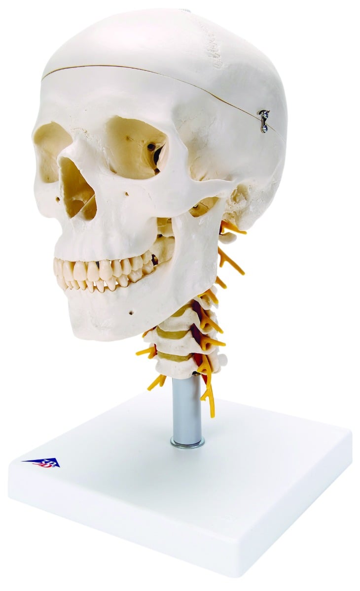 Example of GoVets Anatomical Models category