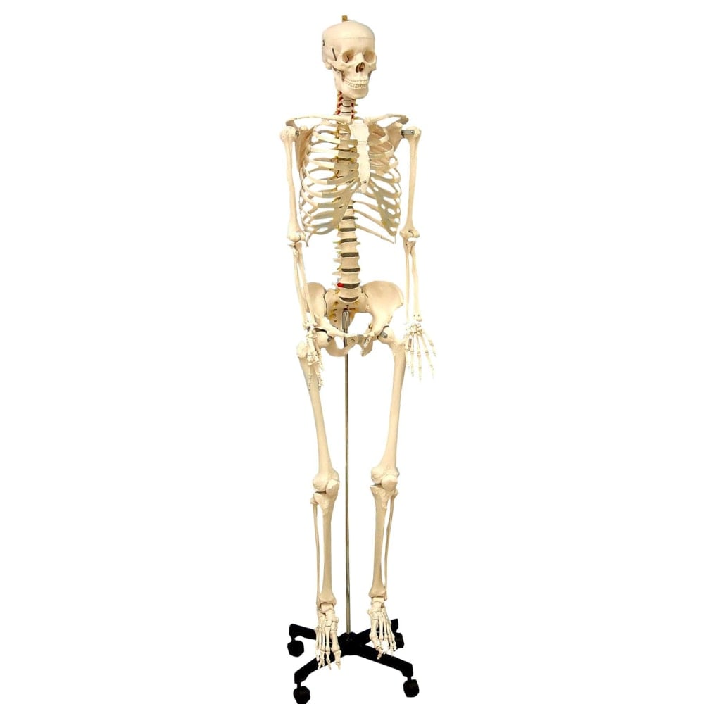 Supertek Life Size Human Skeleton Model with Key, Rod Mount MPN:SKFB12407S3