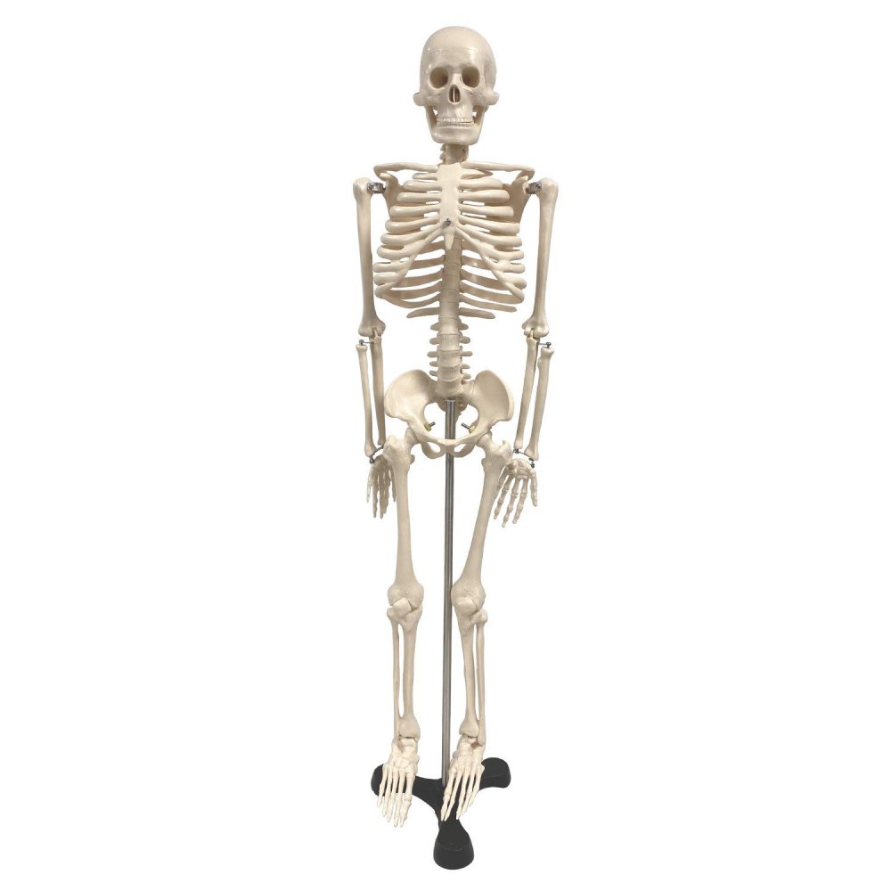 Supertek Human Skeleton Model with Key, 34in MPN:SKFB12409S3
