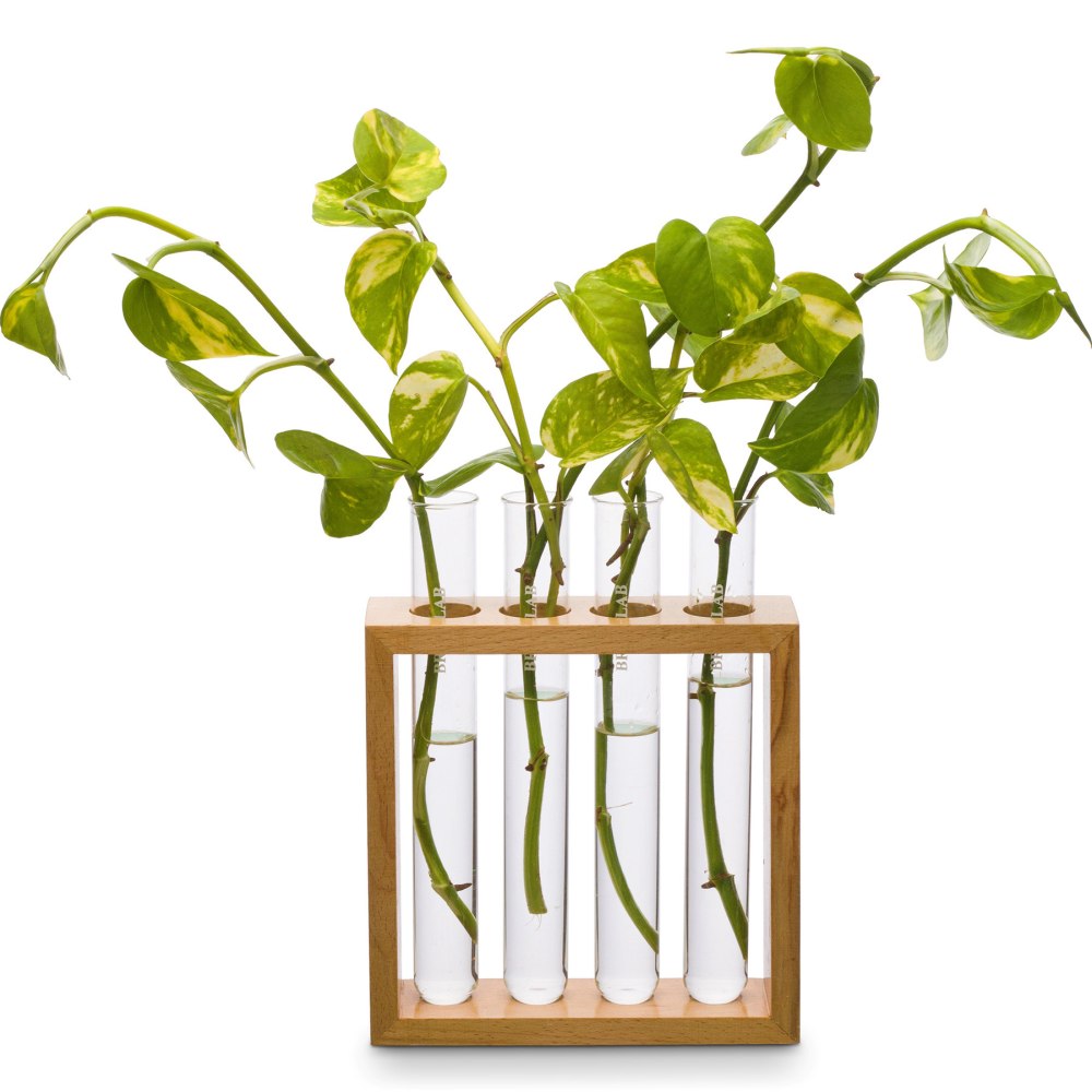 Supertek Square Plant Holder, Clear/Brown MPN:SKFBLSP1003B