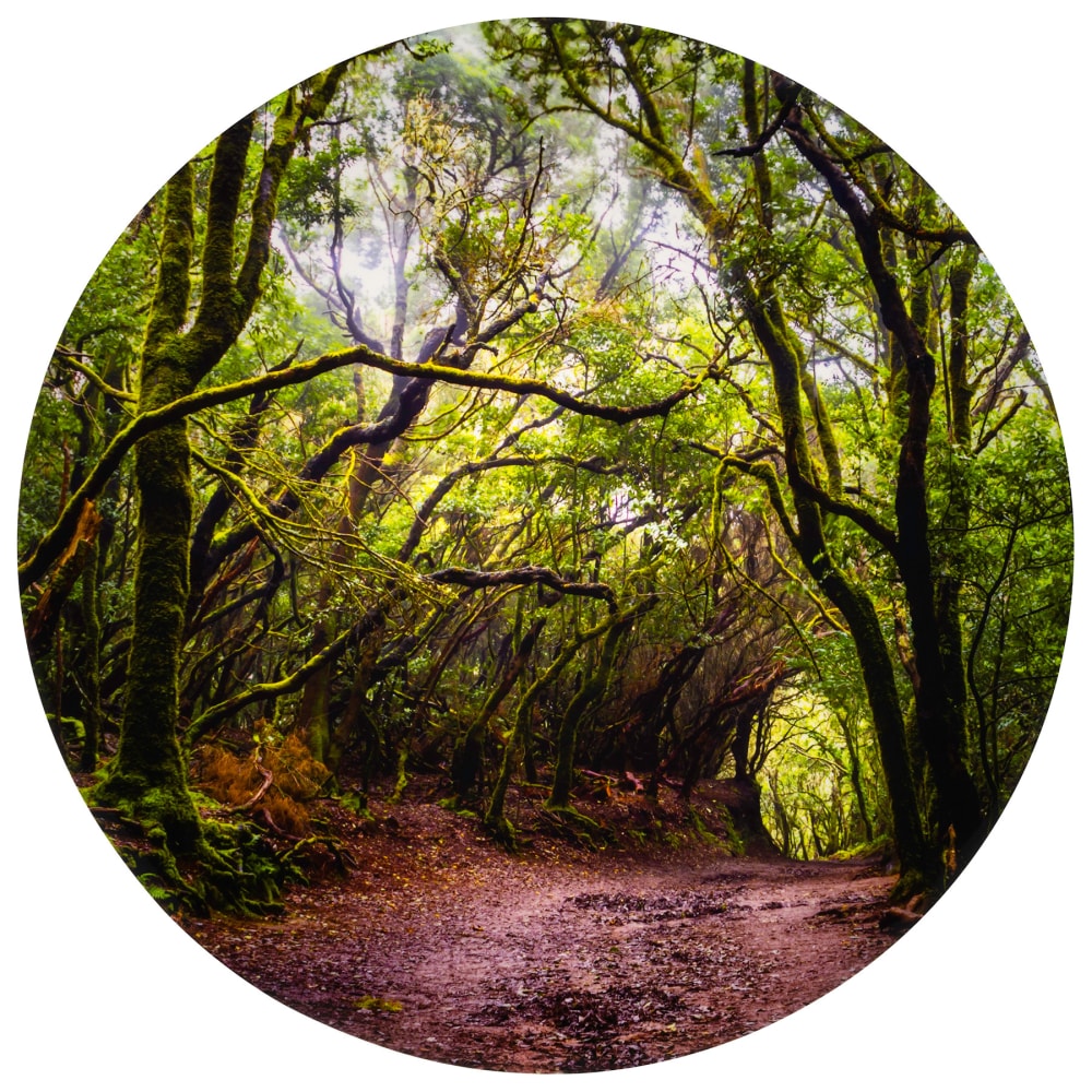 Tickit Forest Discovery Play Mat, 26.4in MPN:CTU73562