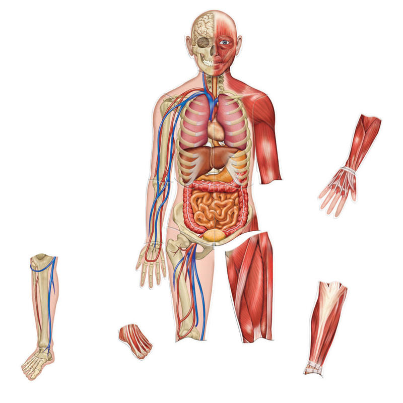 Learning Resources Double-Sided Magnetic Human Body, 3ft, Multicolor, Kindergarten To Grade 4 MPN:LER6044