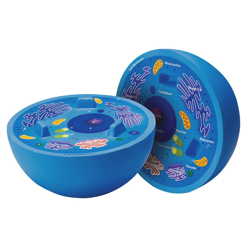 Learning Resources Animal Cell Cross Section Model, 6in x 5 1/2in, Grades 6 - 12 MPN:LER1900