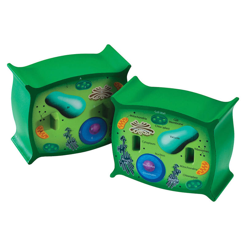 Learning Resources Plant Cell Cross-Section Model, 6in x 5 1/2in, Grades 6-12 MPN:LER1901
