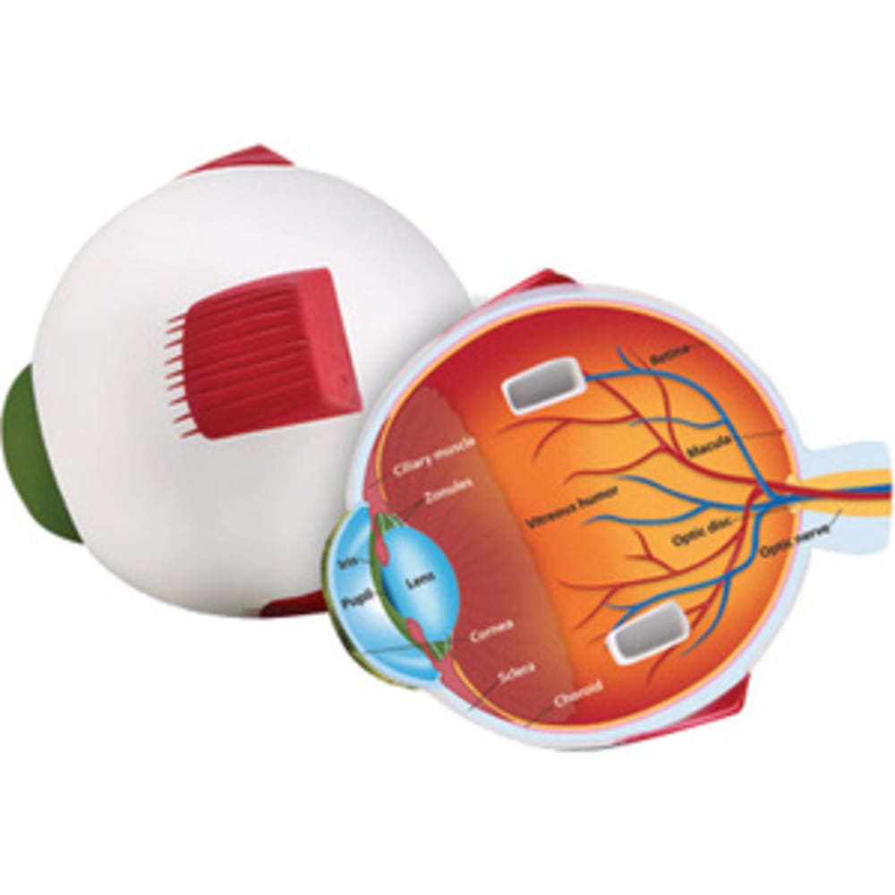 Learning Resources Soft Foam Cross-Section Eye Model MPN:LER1907