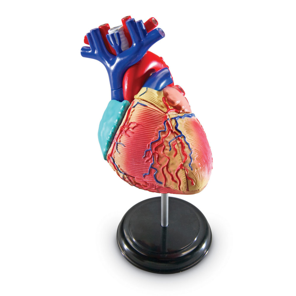 Learning Resources Heart Anatomy Model MPN:LER3334