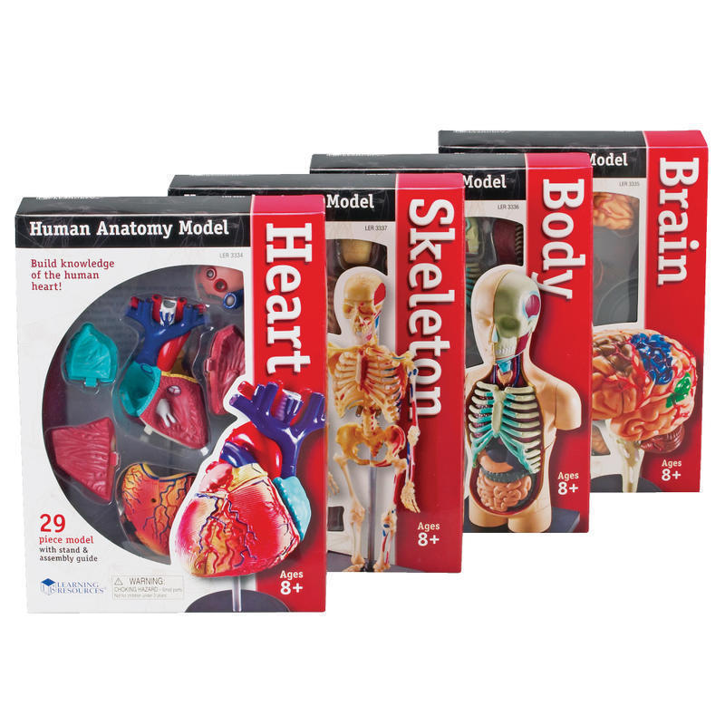 Learning Resources Model Anatomy Bundle, Grades 3 - 12 MPN:LER3338
