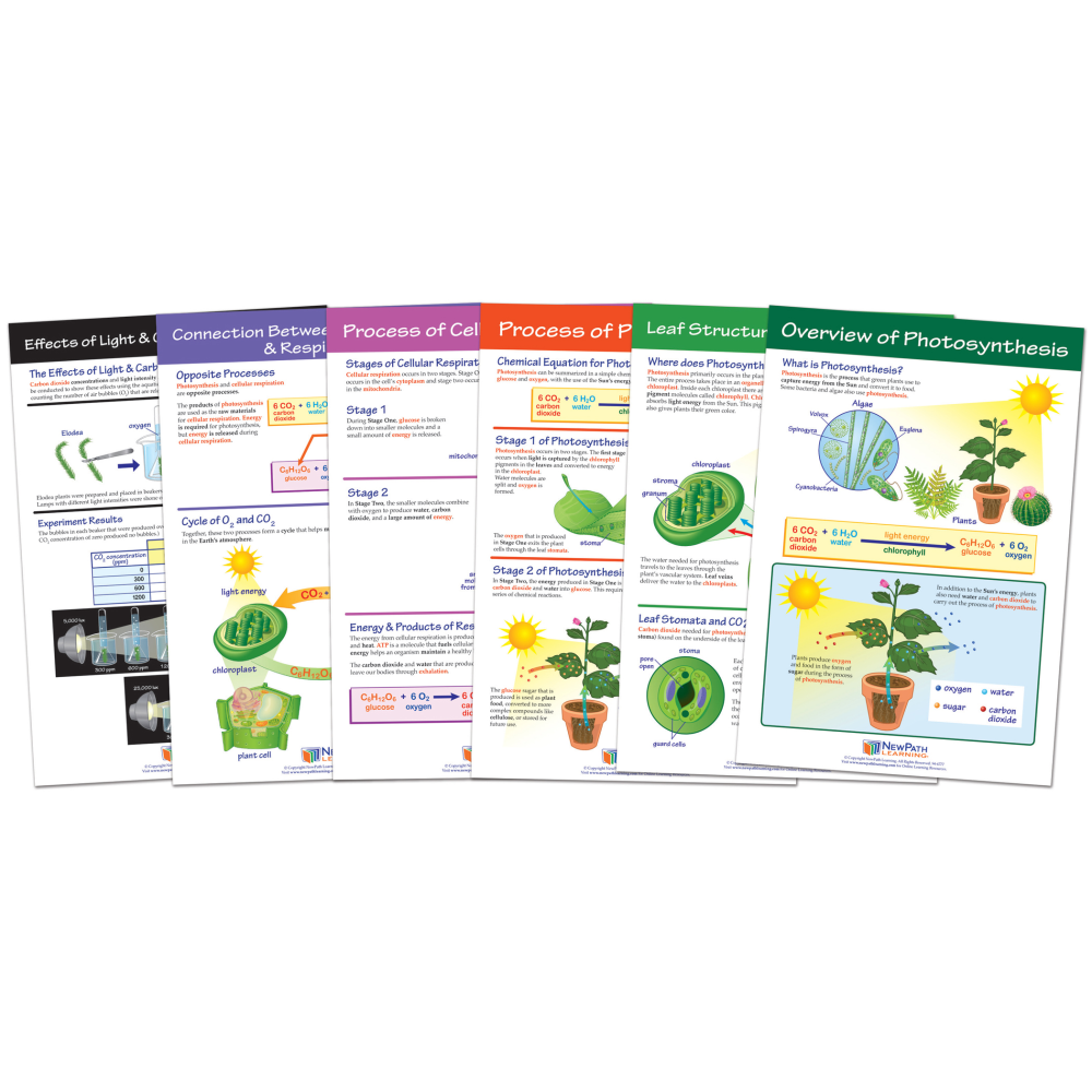 NewPath Learning Photosynthesis Bulletin Board Chart Sets, Grades 3 5, Pack Of 6 Sets MPN:NP-947016