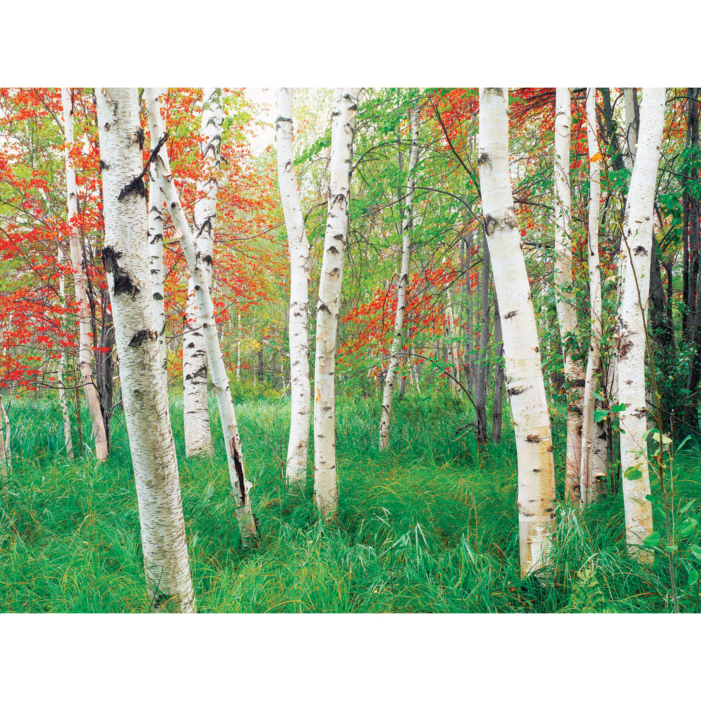 Biggies Landscape/Seascape Mural, 24in x 18in, Unframed, Aspen MPN:BG-WM-AGV-24