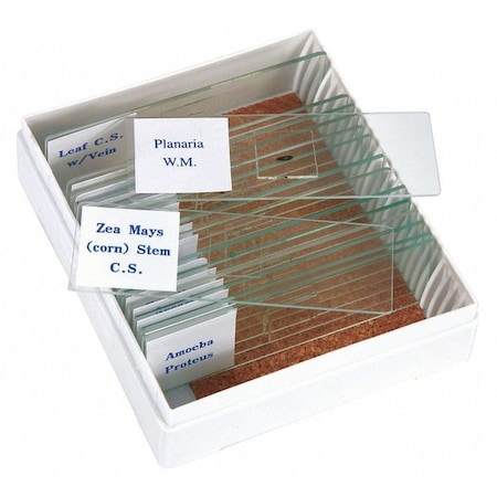 Slide Set, Prepared, Biology MPN:PS16