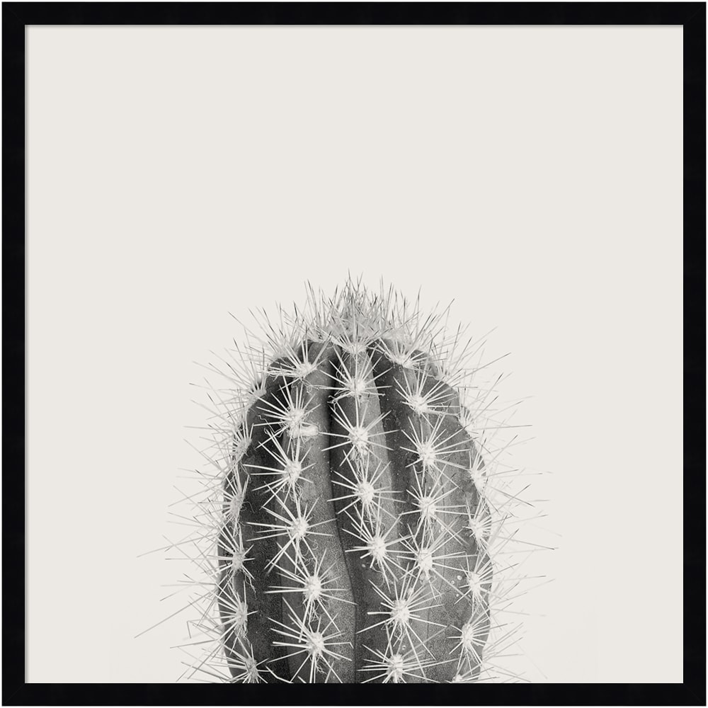 Amanti Art Haze Cactus Succulent Tall by The Creative Bunch Wood Framed Wall Art Print, 25inH x 25inW, Black MPN:A42705345770