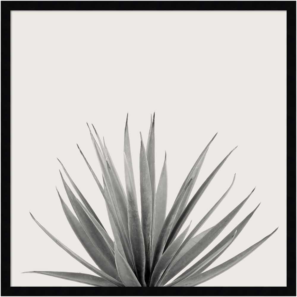 Amanti Art Haze Agave Succulent by The Creative Bunch Wood Framed Wall Art Print, 25inH x 25inW, Black MPN:A42705345773