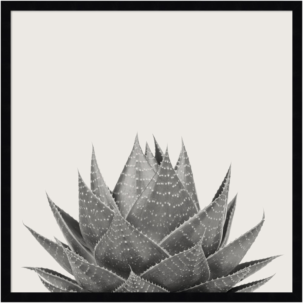 Amanti Art Haze Aloe Succulent by The Creative Bunch Wood Framed Wall Art Print, 25inH x 25inW, Black MPN:A42705345776