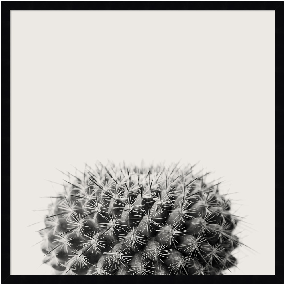 Amanti Art Haze Cactus Succulent by The Creative Bunch Wood Framed Wall Art Print, 25inH x 25inW, Black MPN:A42705345779